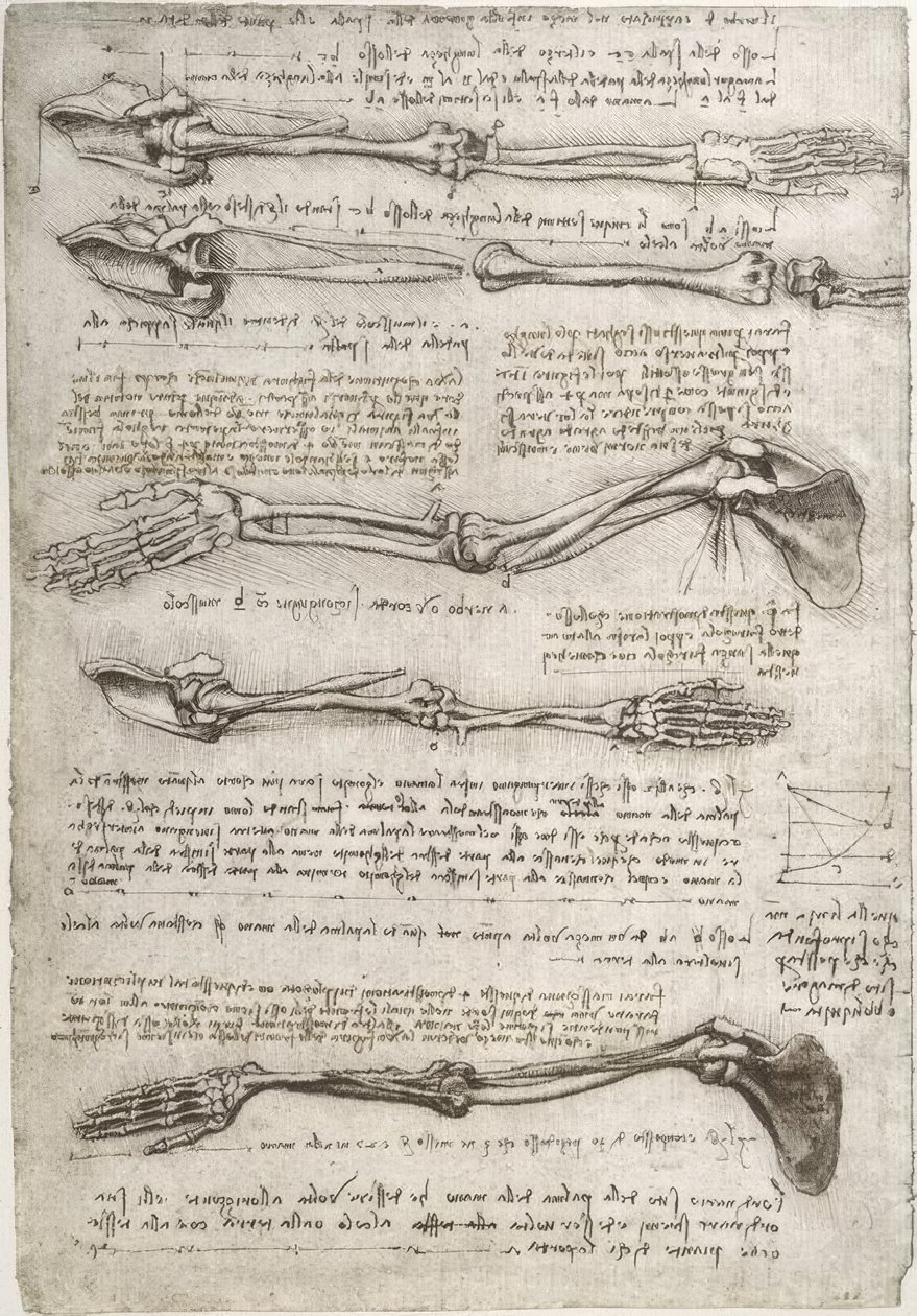 Études anatomiques - Leonardo da Vinci