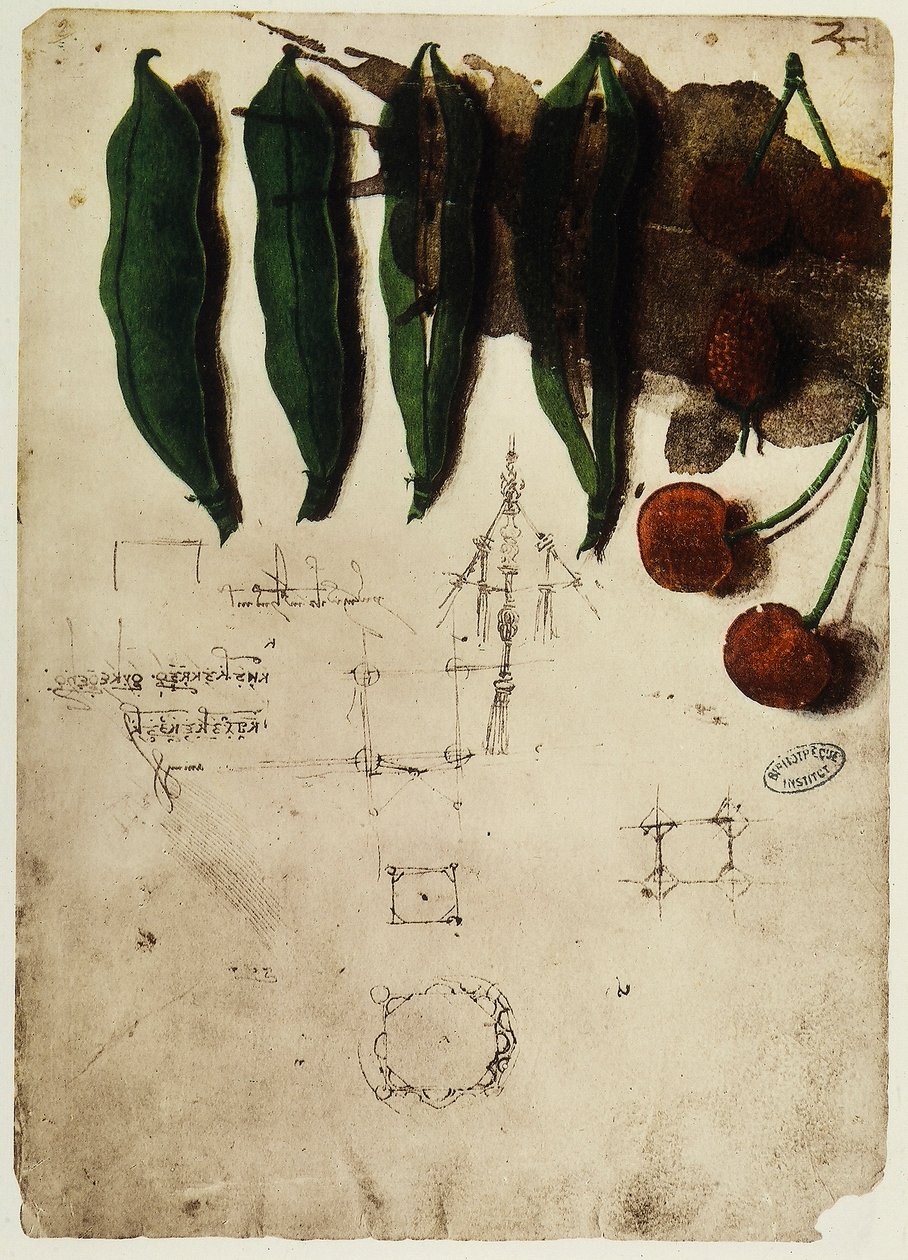 Cerises et pois (dessin de Léonard de Vinci) - Leonardo da Vinci