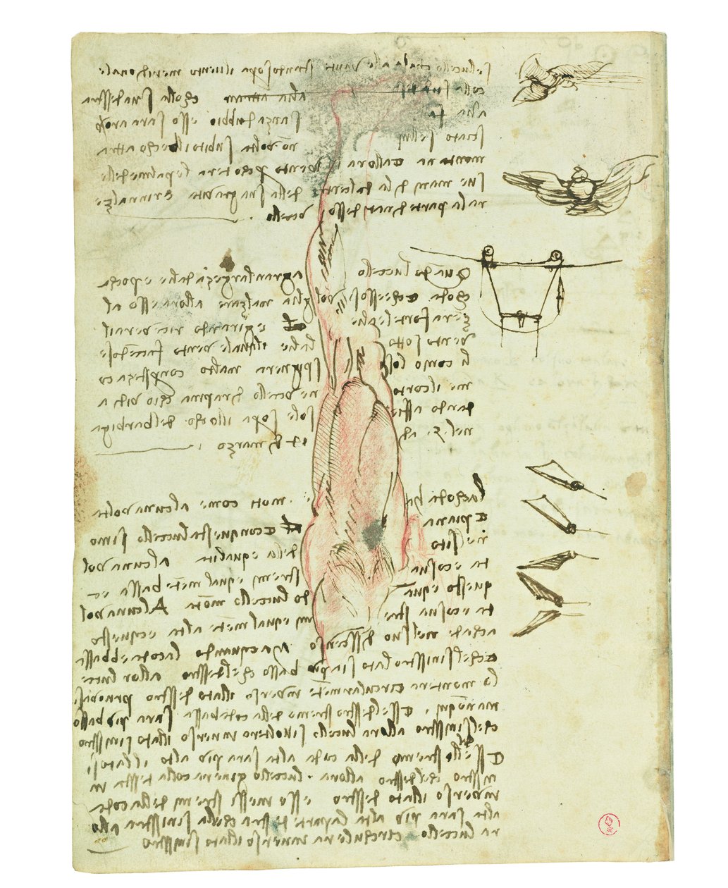 Codex sur le vol des oiseaux, Folio 17 verso - Leonardo da Vinci