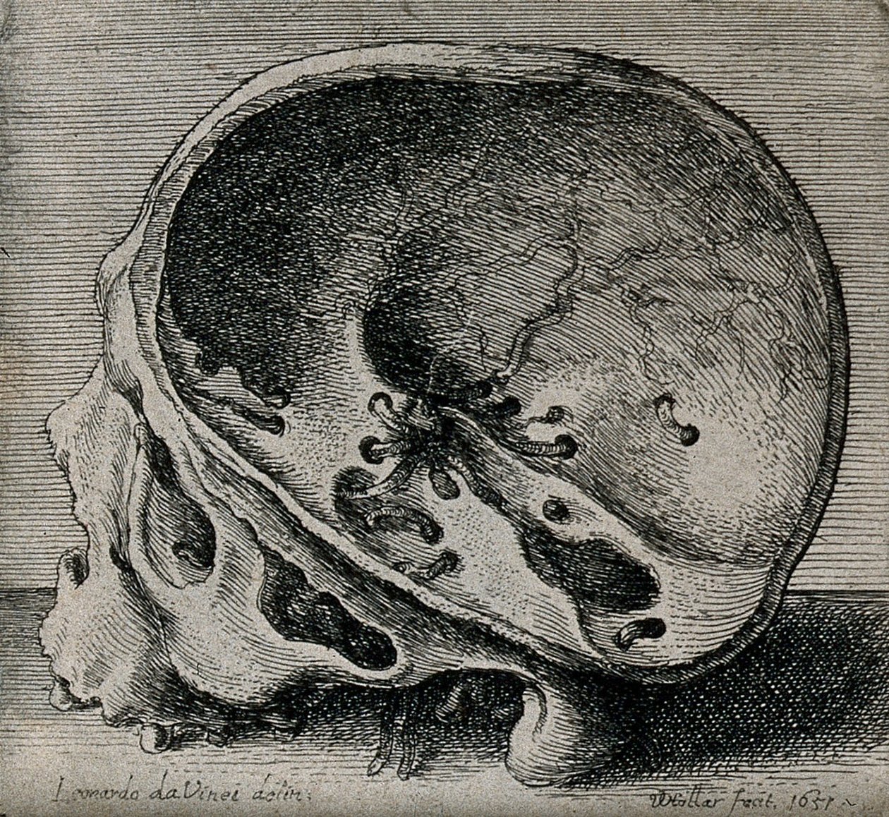 Coupe transversale du crâne en vue de profil - Leonardo da Vinci