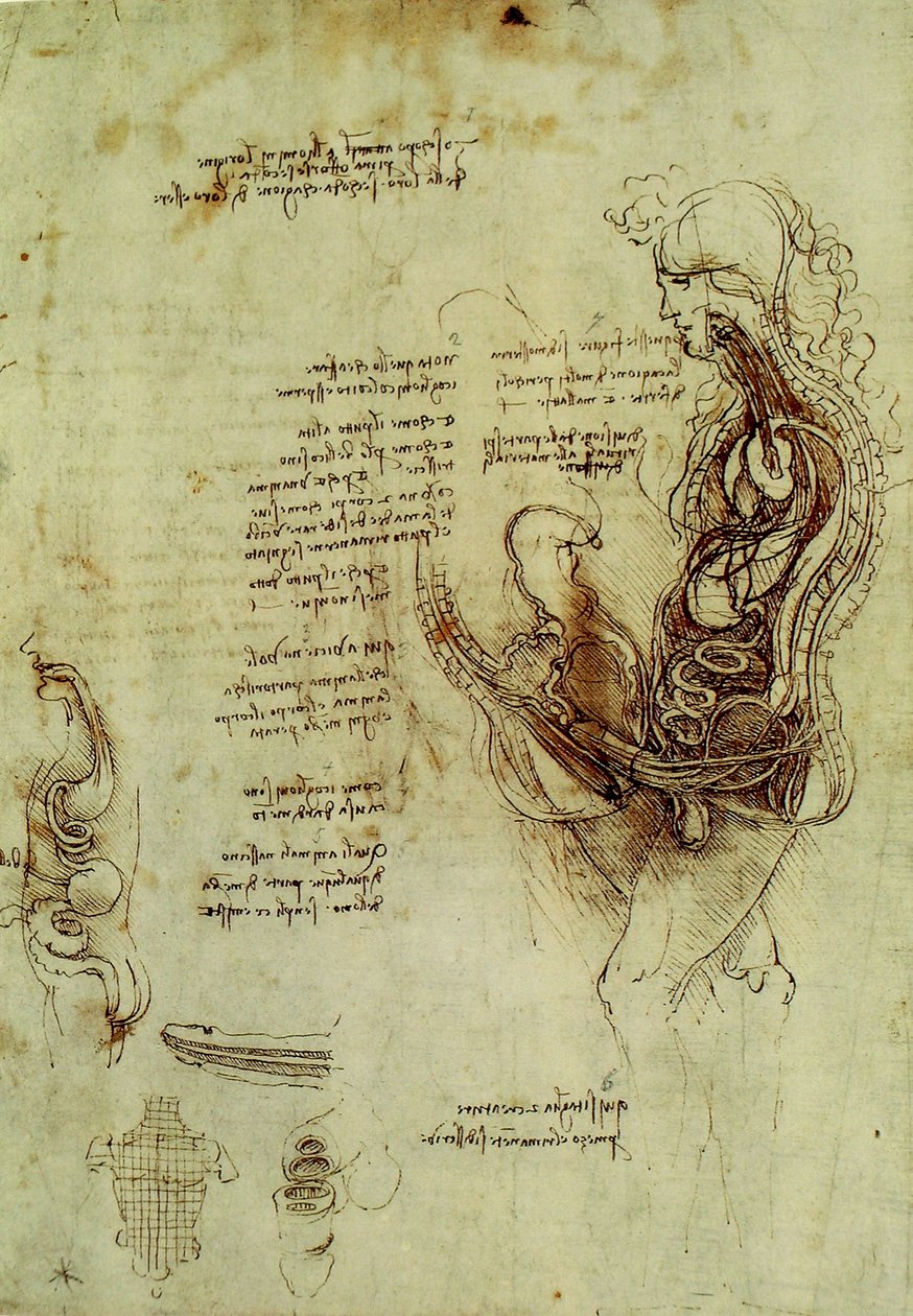 Organes génitaux masculins - Leonardo da Vinci