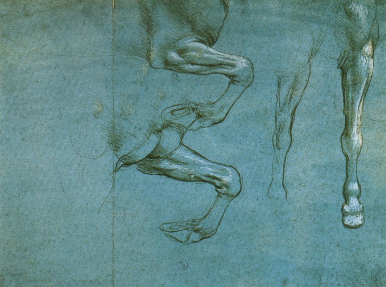 Étude des jambes antérieures d