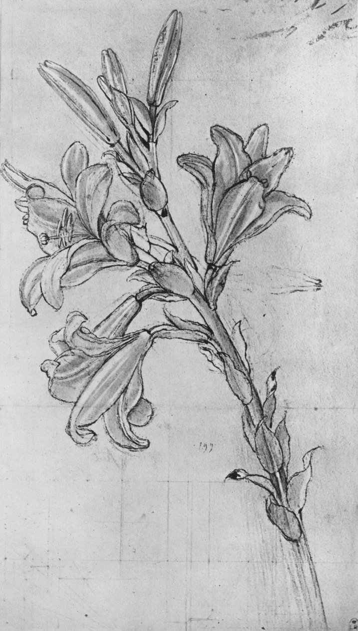 Un lys, vers 1480, 1945 - Leonardo da Vinci