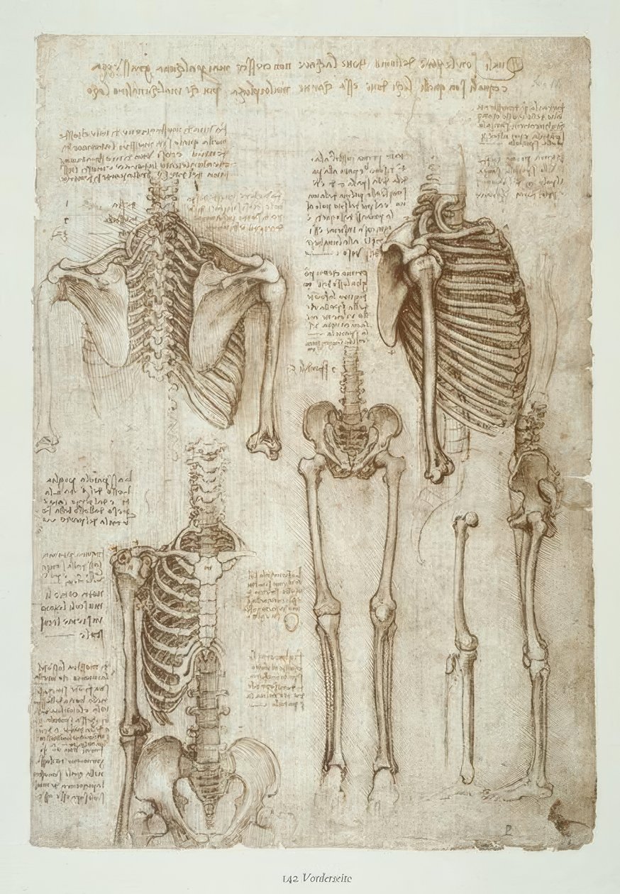 Études anatomiques - Leonardo da Vinci