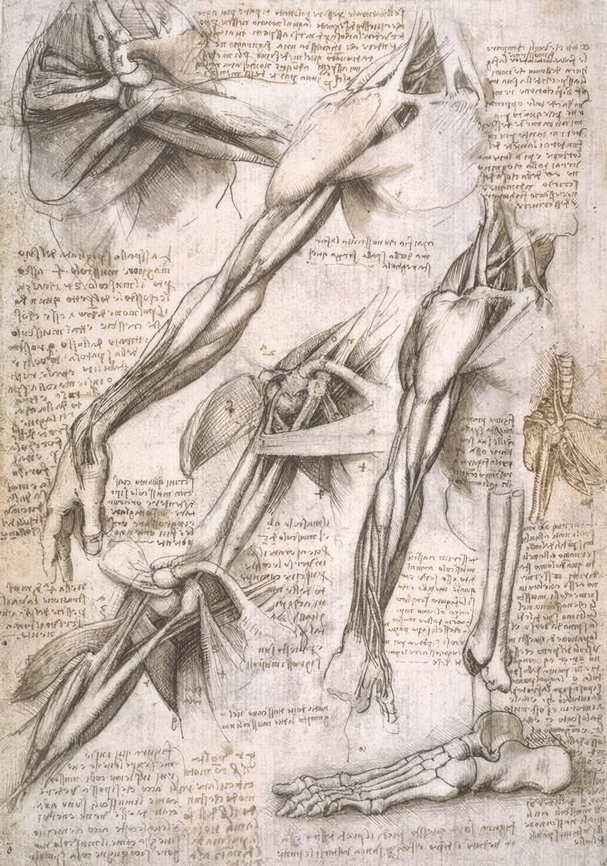 Études anatomiques - Leonardo da Vinci