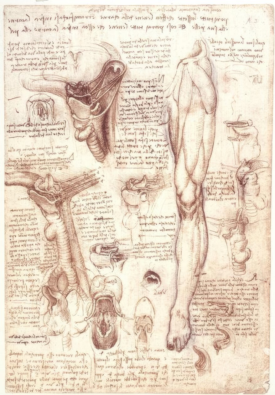 Études anatomiques : langue, gorge, larynx et œsophage - Leonardo da Vinci