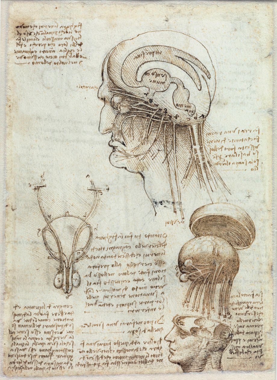 Image inconnue - Leonardo da Vinci