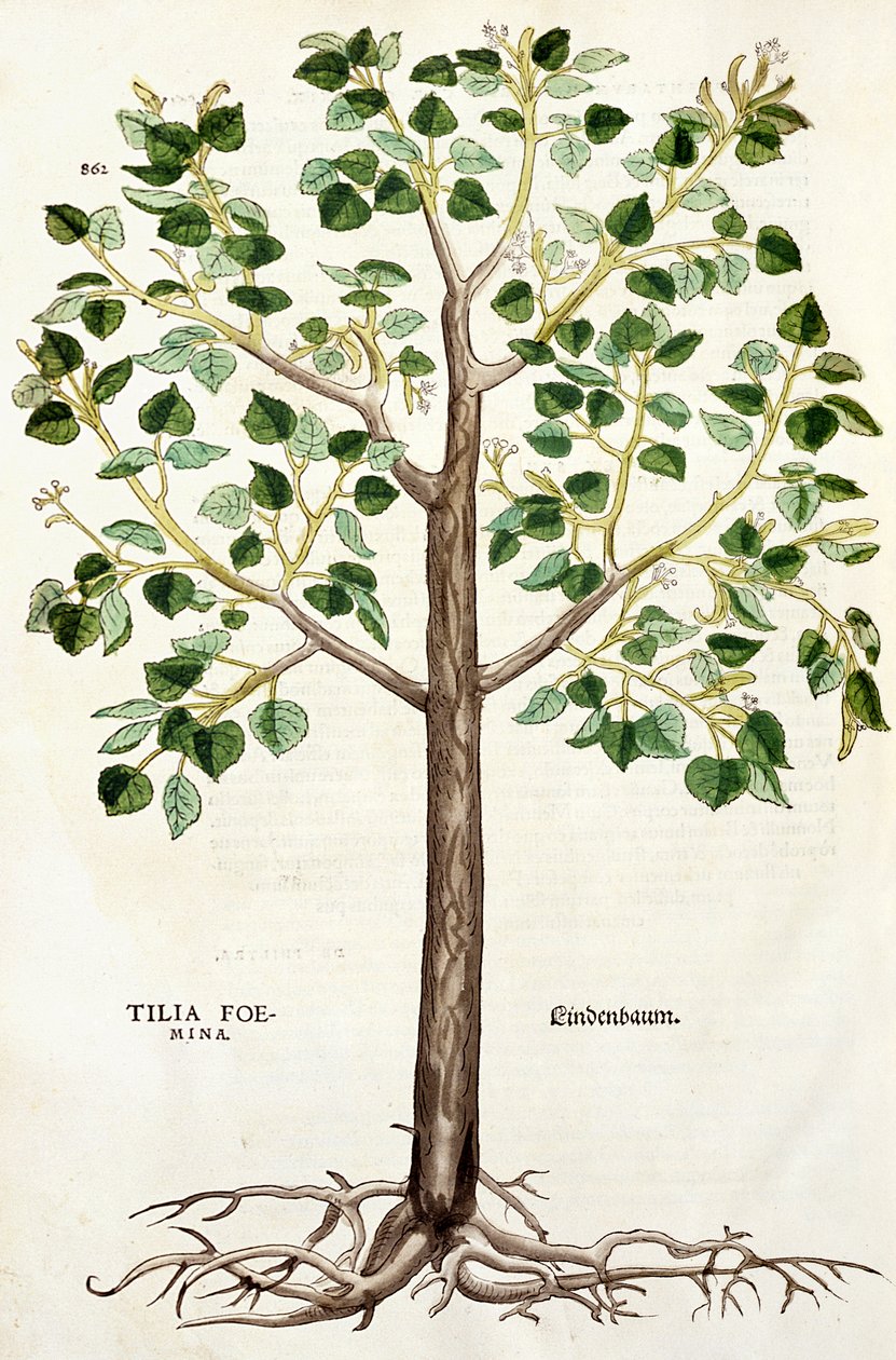 Tilia Foemina, Tilleul, illustration de 