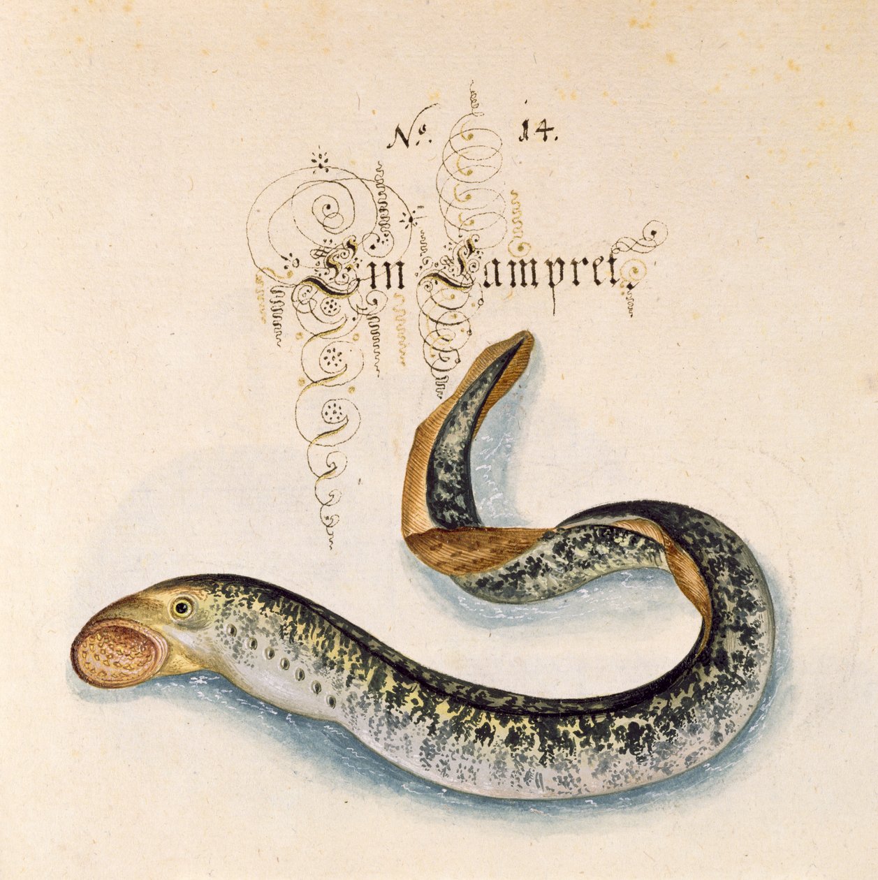 Lamproie de mer - Leonhard Baldner