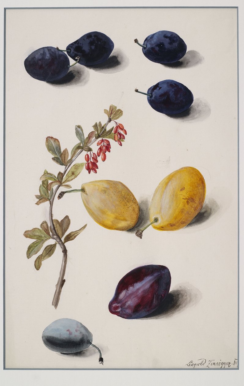 Fruits - Leopold Zinnogger