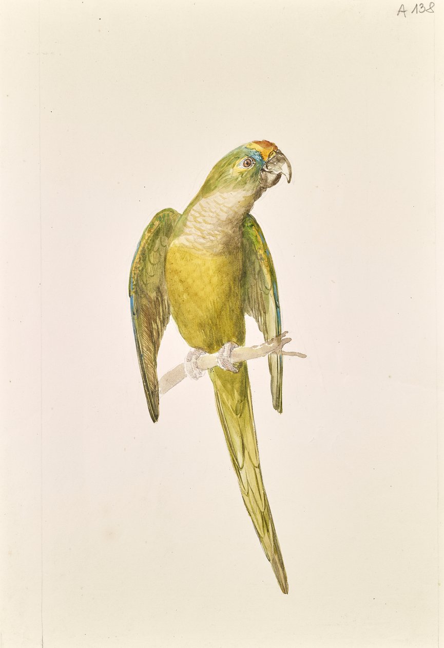 Perroquet - Leopold von Stoll