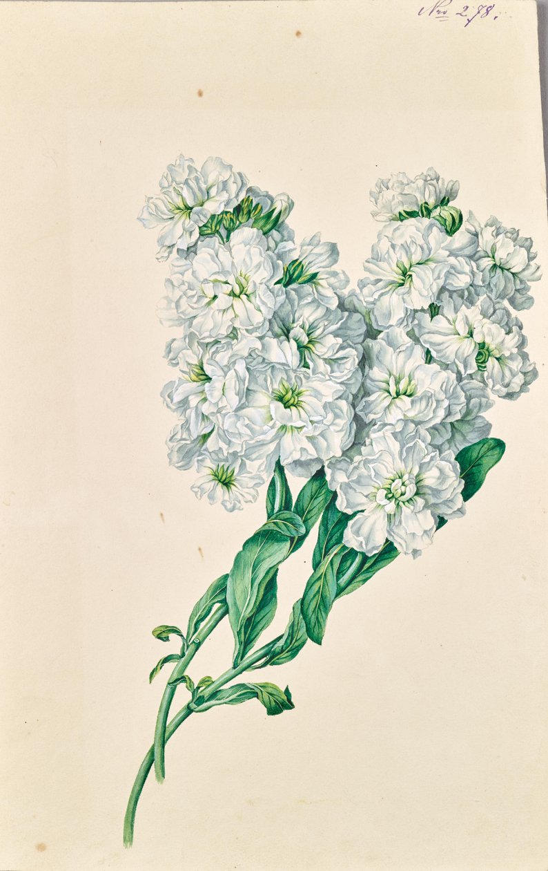 Fleurs blanches - Leopold von Stoll