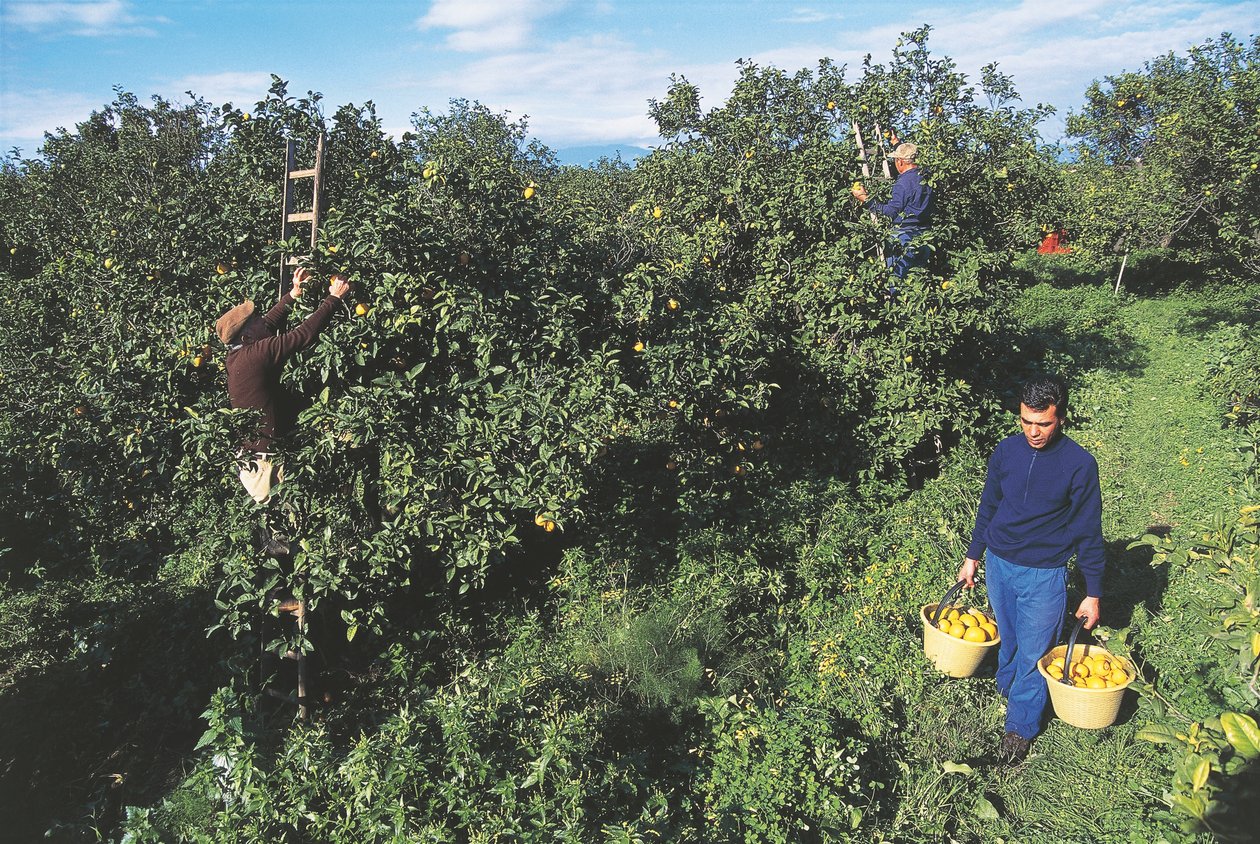Récolte de bergamote, Calabre, Italie (photo) - Unbekannt Unbekannt