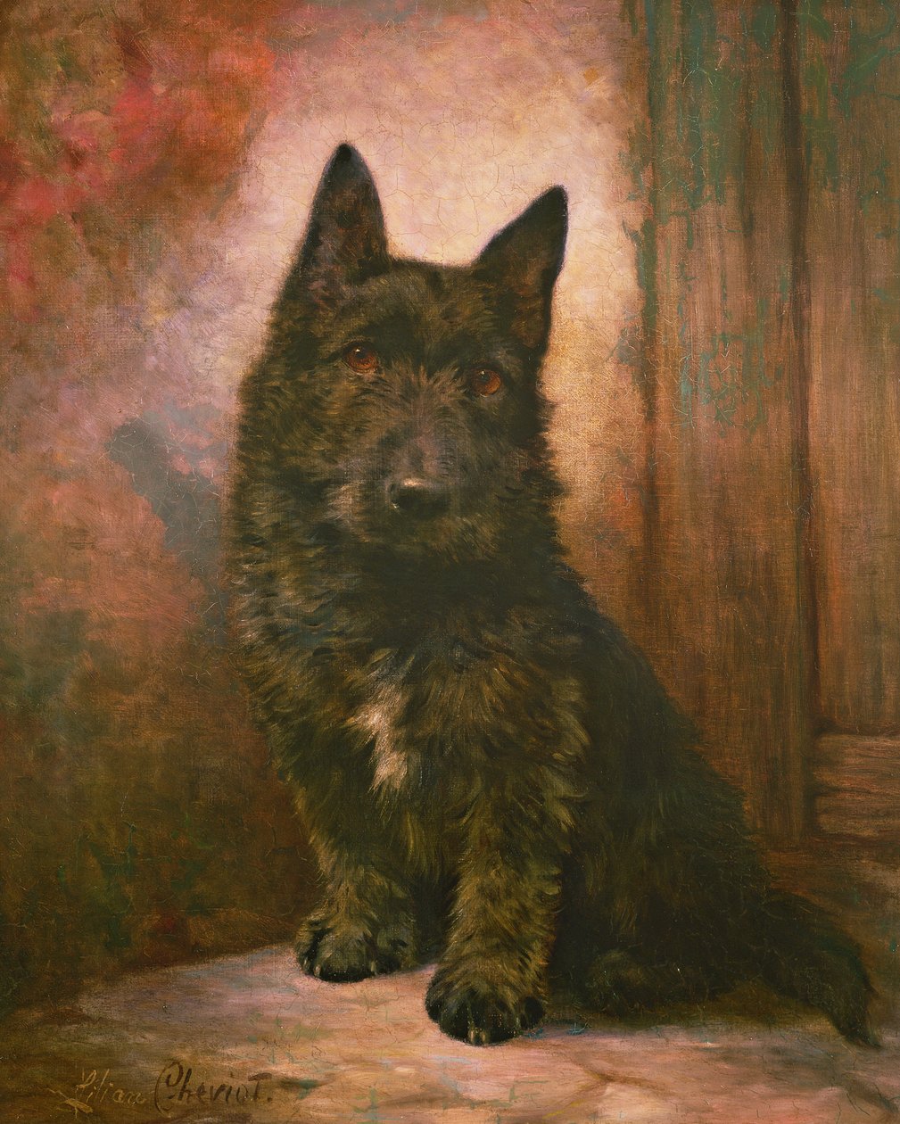 Chiot Scottie - Lilian Cheviot