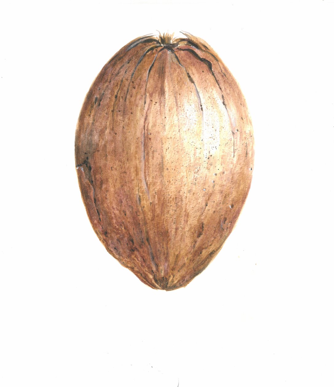 Noix de coco, 2015 - Lincoln Seligman
