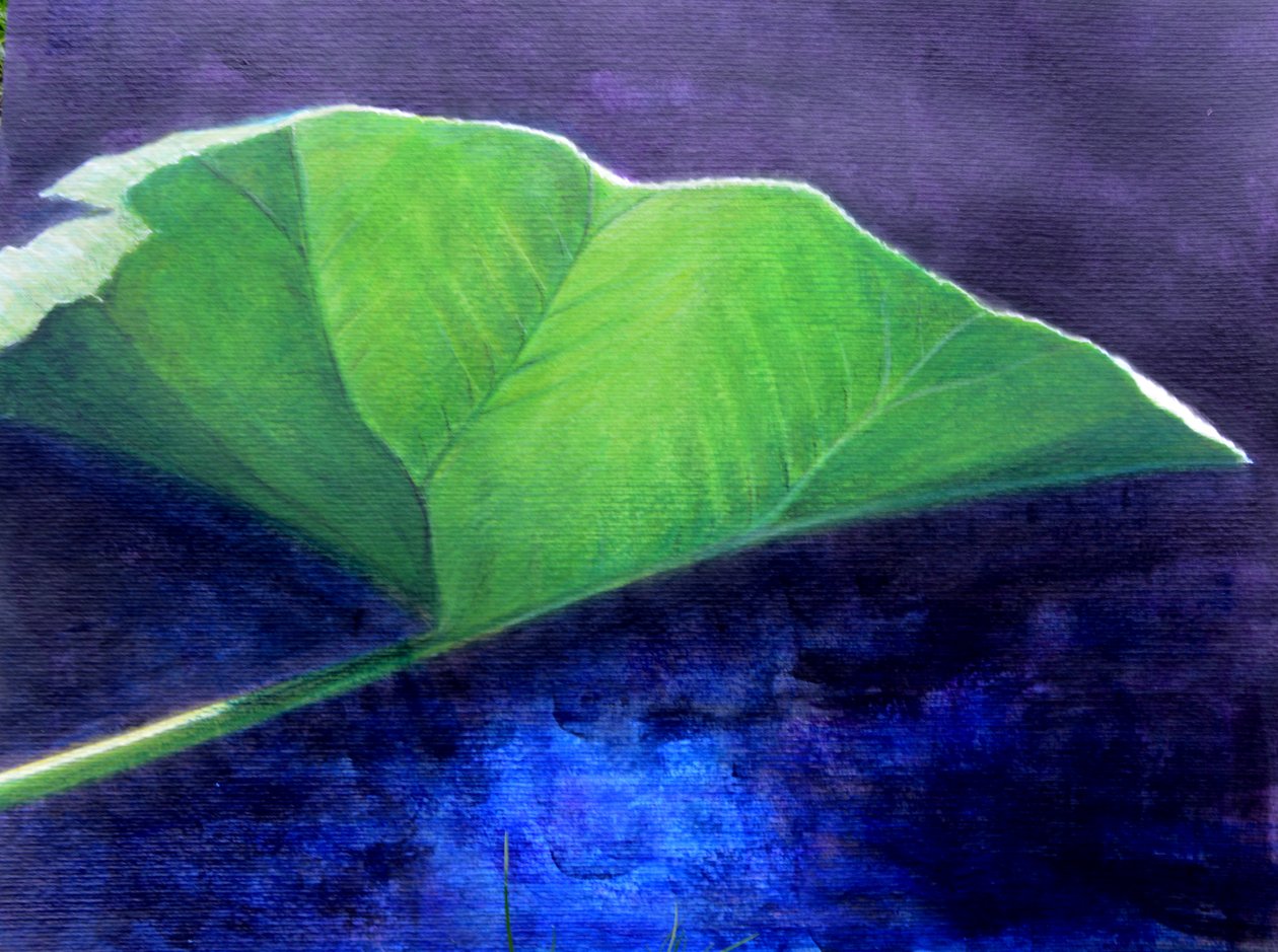 Feuille de Gunnera - Lincoln Seligman