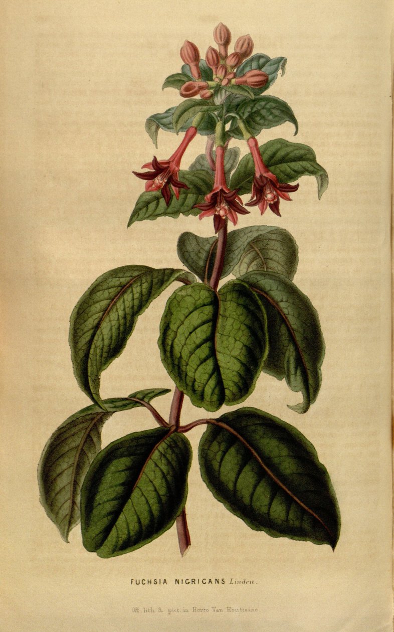 Fuchsia sylvatica - Linden