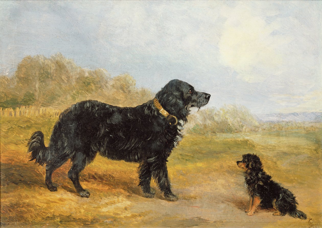 Chiens - Loey Campbell