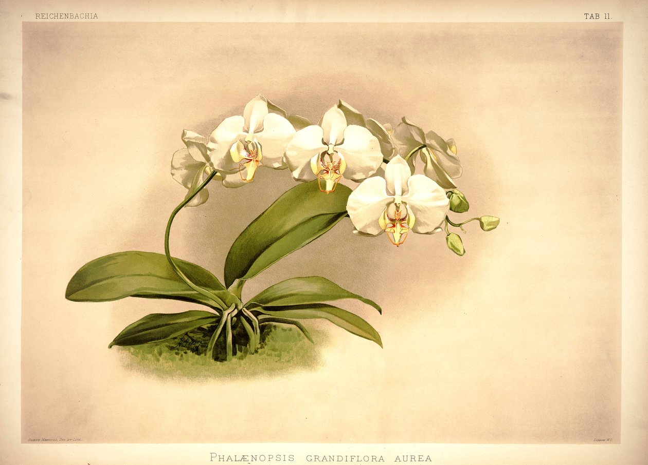 Phalaenopsis agréable - London H. Sotheran and Co.