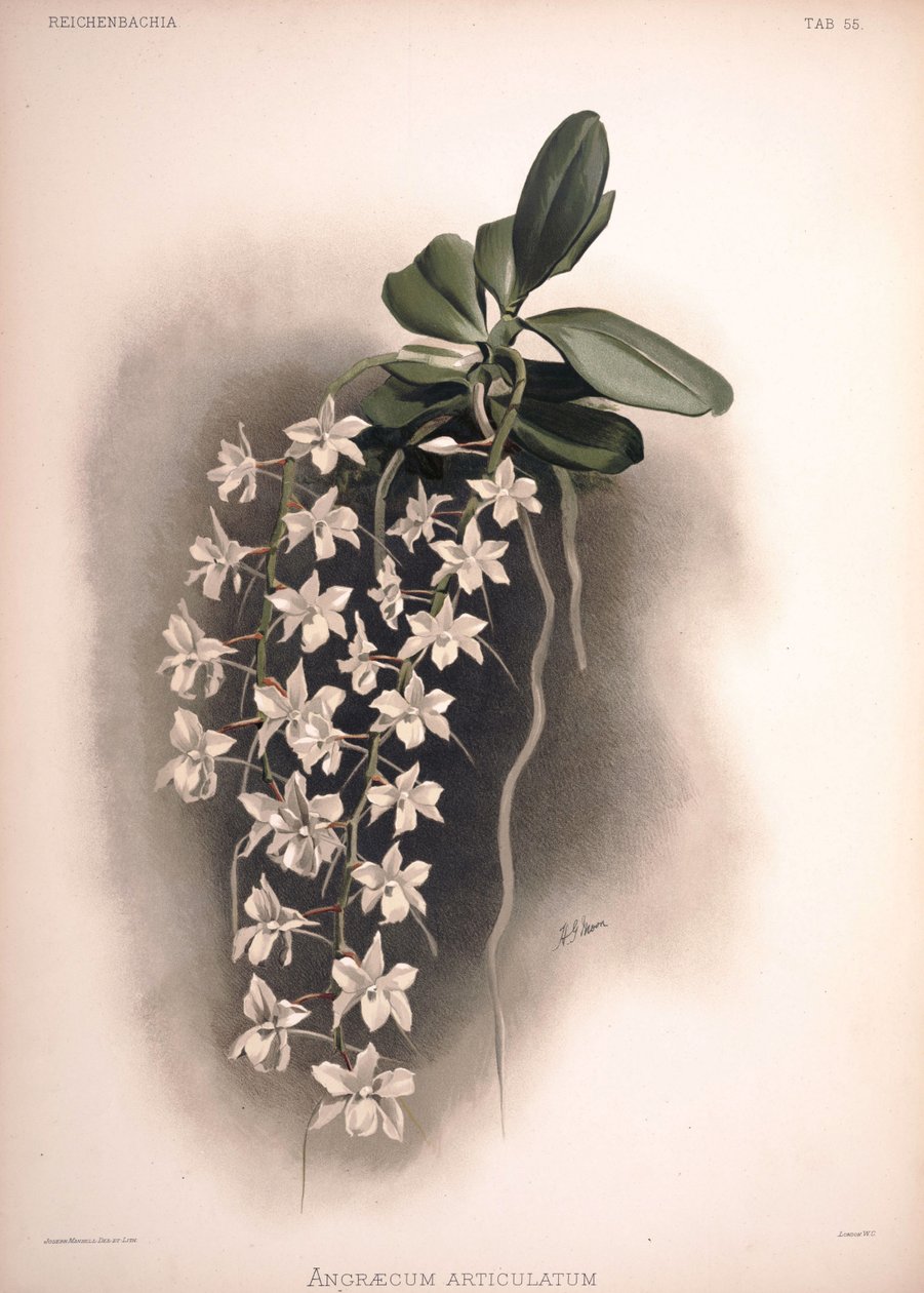 Aerangis articulata, syn.: Angraecum articulatum - London H. Sotheran and Co.