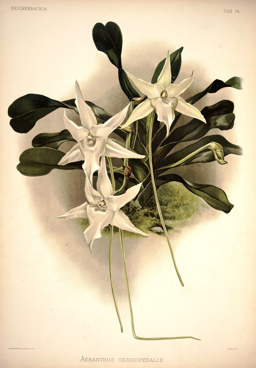 Angraecum sesquipedale - London H. Sotheran and Co.