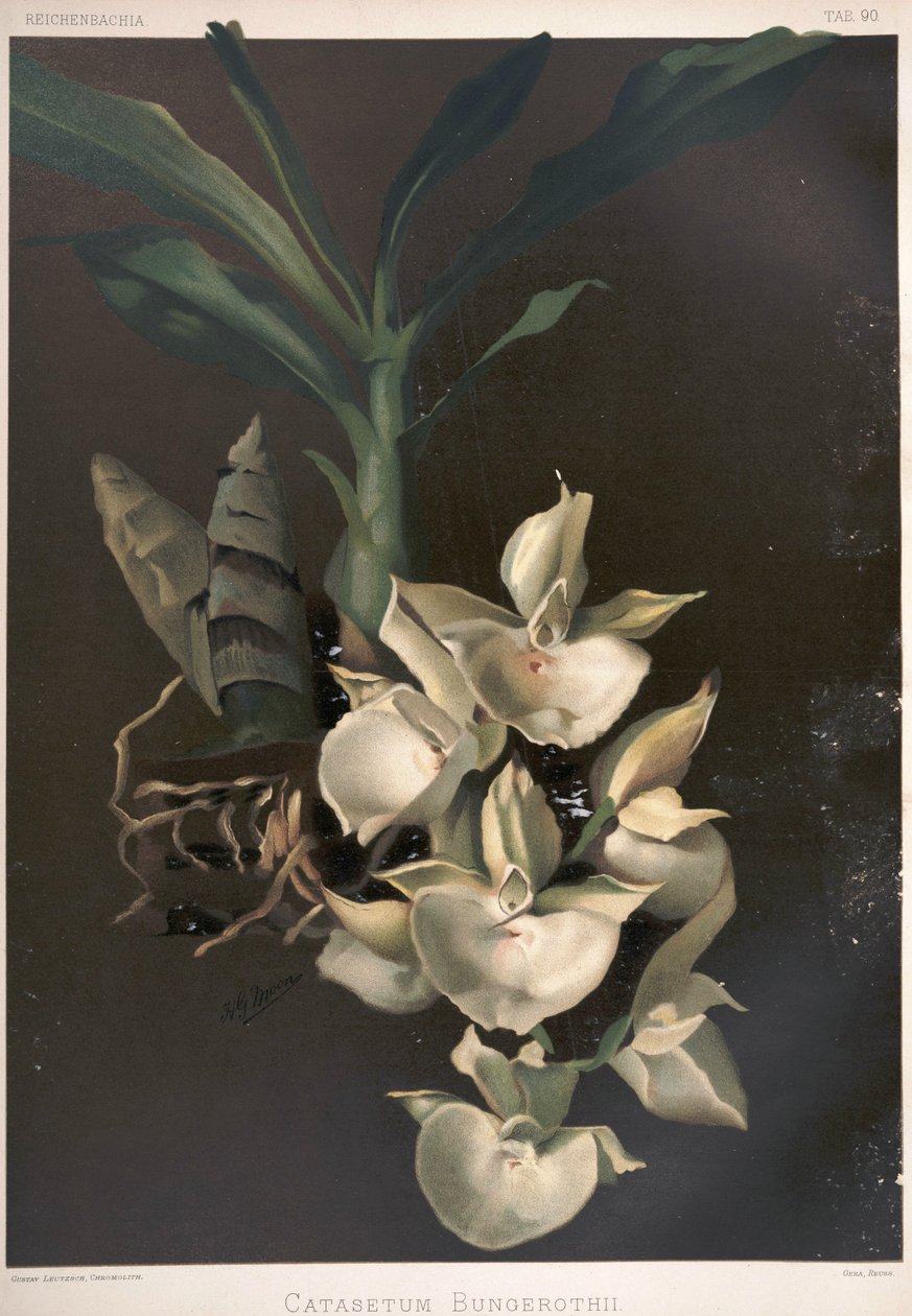 Catasetum pileatum syn: Catasetum bungerothii - London H. Sotheran and Co.