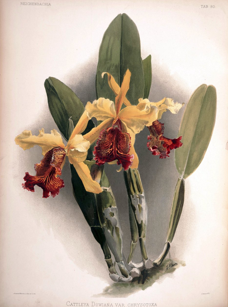 Cattleya dowiana var. aurea comme syn.: Cattleya dowiana var. chrysotoxa - London H. Sotheran and Co.