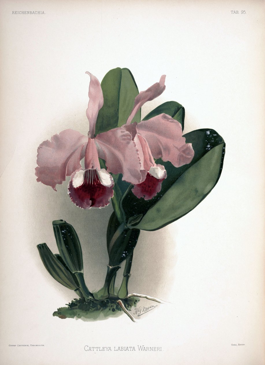 Cattleya warneri syn.: Cattleya labiata var. warneri - London H. Sotheran and Co.