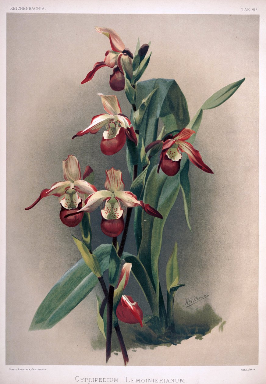 Phragmipedium × sedenii syn: Cypripedium × lemoinierianum - London H. Sotheran and Co.