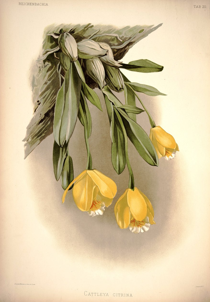 Prosthechea citrina (comme: Cattleya citrina) - London H. Sotheran and Co.