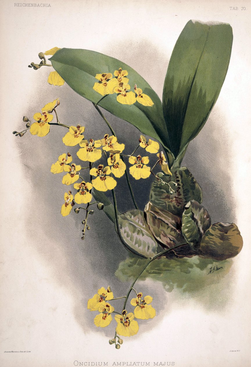 Rossioglossum ampliatum syn.: Oncidium ampliatum var. majus - London H. Sotheran and Co.