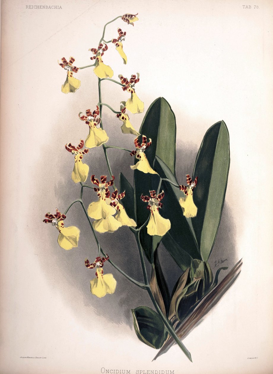 Trichocentrum splendidum syn.: Oncidium splendidum - London H. Sotheran and Co.