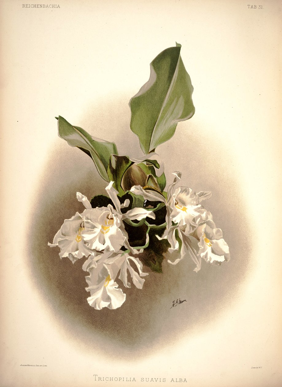 Trichopilia suavis - London H. Sotheran and Co.