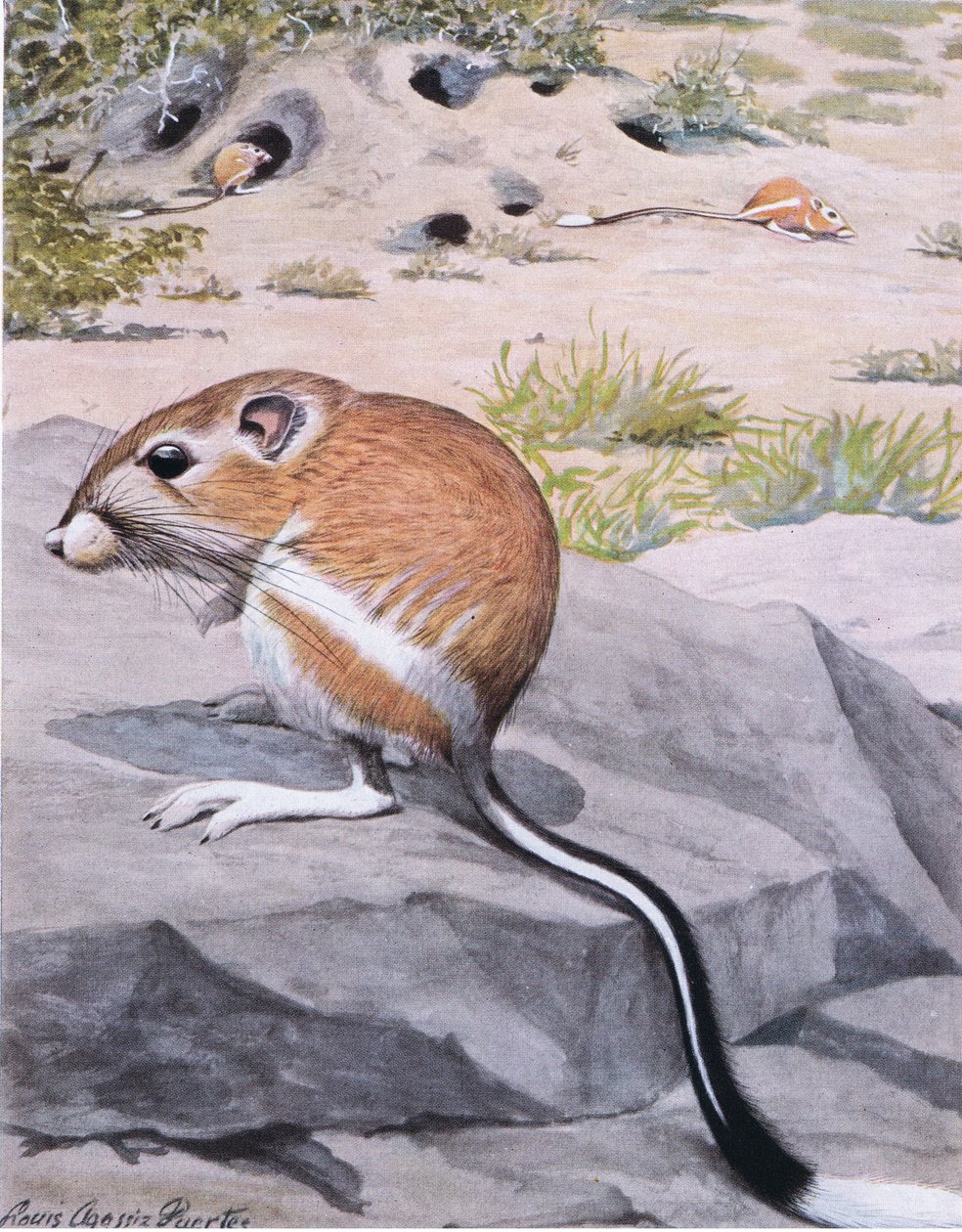 Rat-Kangourou à Queue en Bannière, rayures audacieuses et une élégante queue à pointe blanche - Louis Agassiz Fuertes