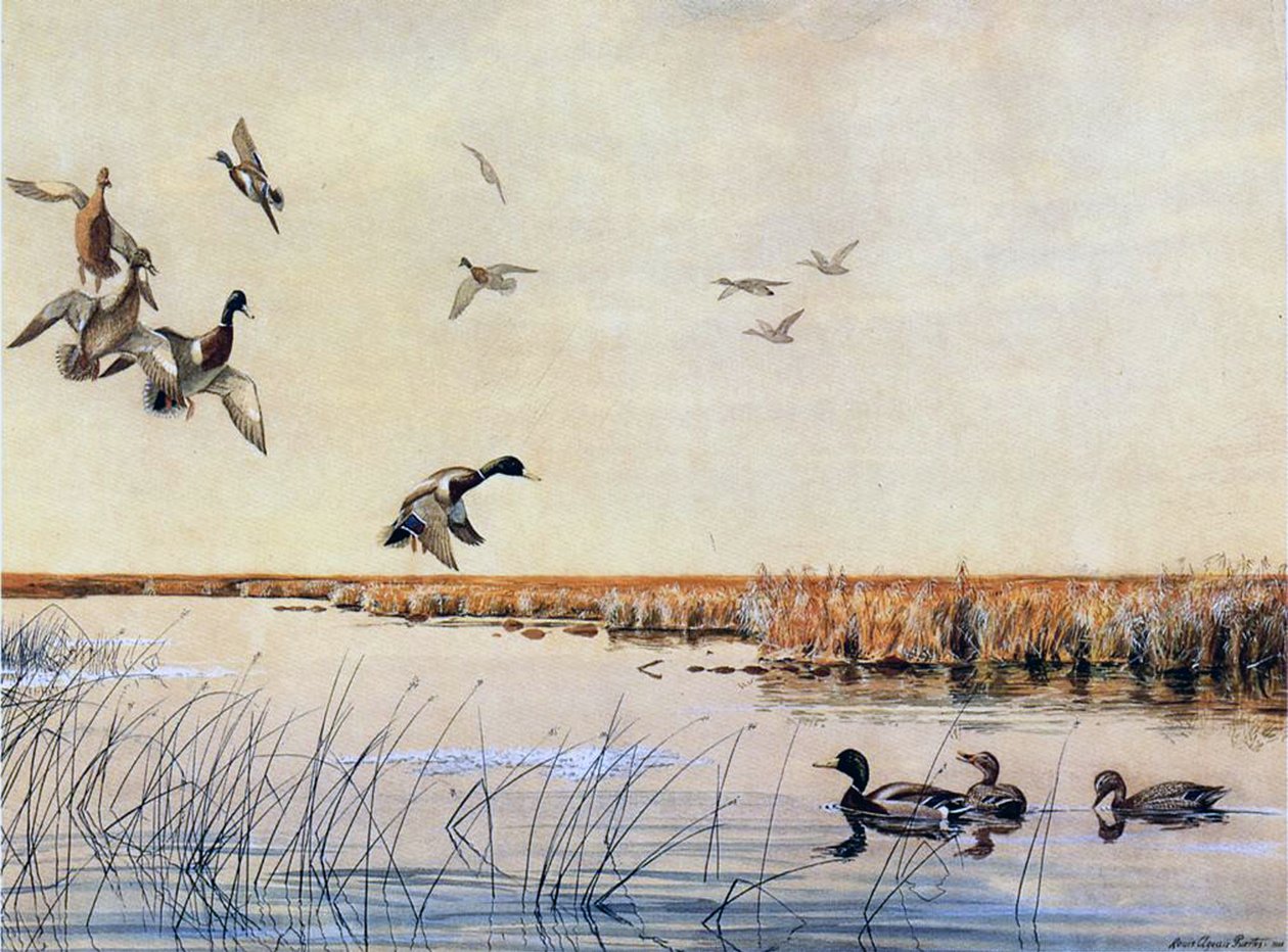 Canards atterrissant, 1919 - Louis Agassiz Fuertes