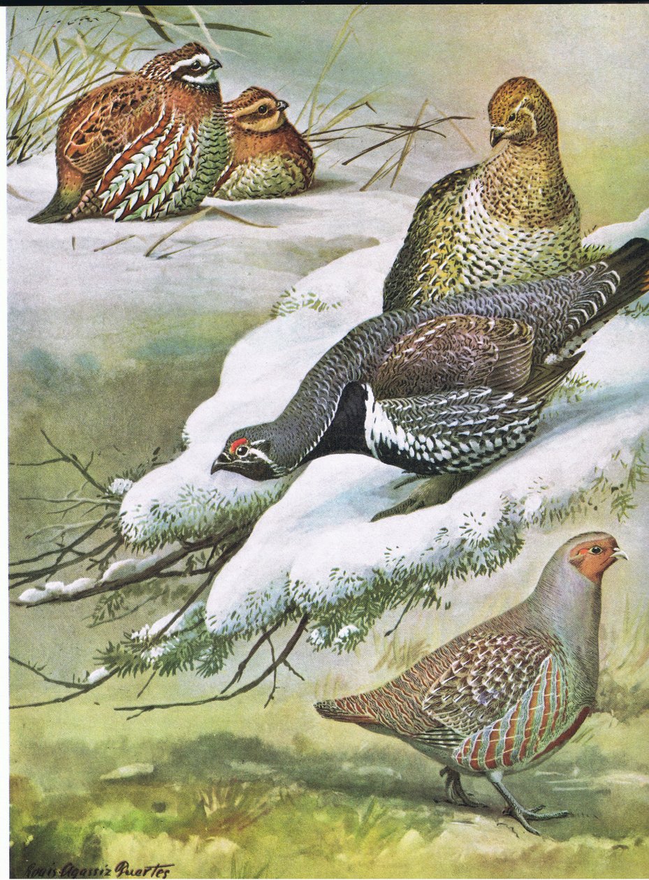 Colin de Virginie, Tétras du Canada, Perdrix européenne - Louis Agassiz Fuertes