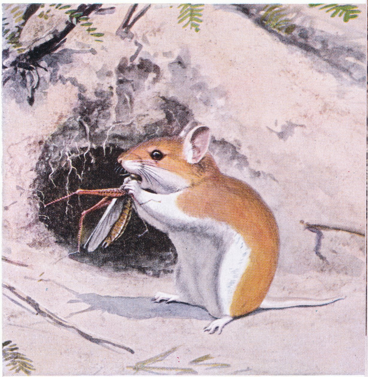 Souris sauterelle dînant d