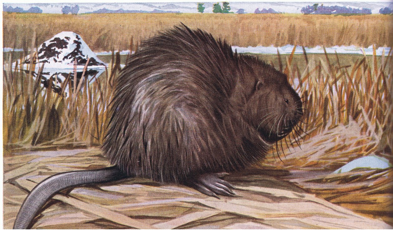Le rat musqué construit une maison en forme de dôme avec des joncs - Louis Agassiz Fuertes