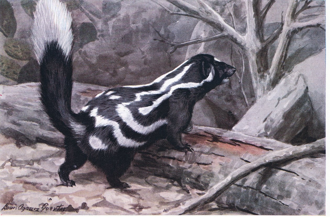 Moufette tachetée, une décoration sportive en zigzag de taches et de rayures orne un pelage brillant. La plus petite des moufettes - Louis Agassiz Fuertes