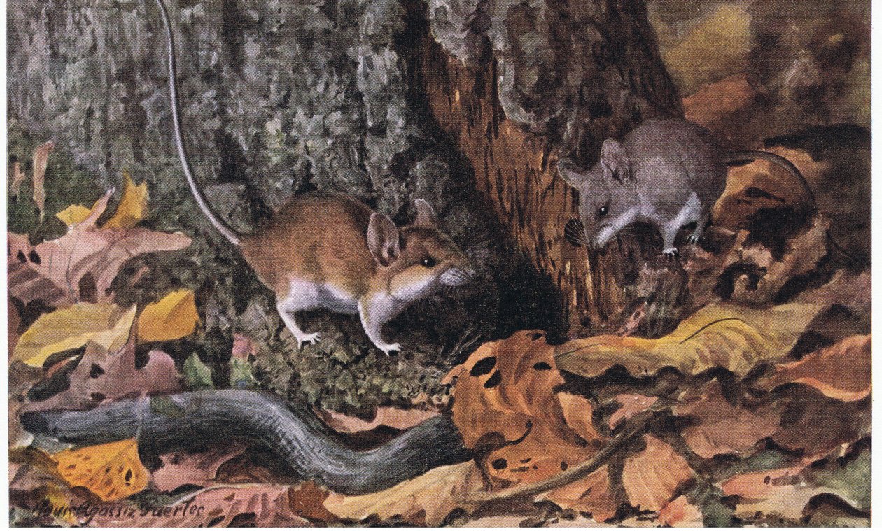 Souris à pieds blancs avec pelage fauve regardant un jeune - Louis Agassiz Fuertes