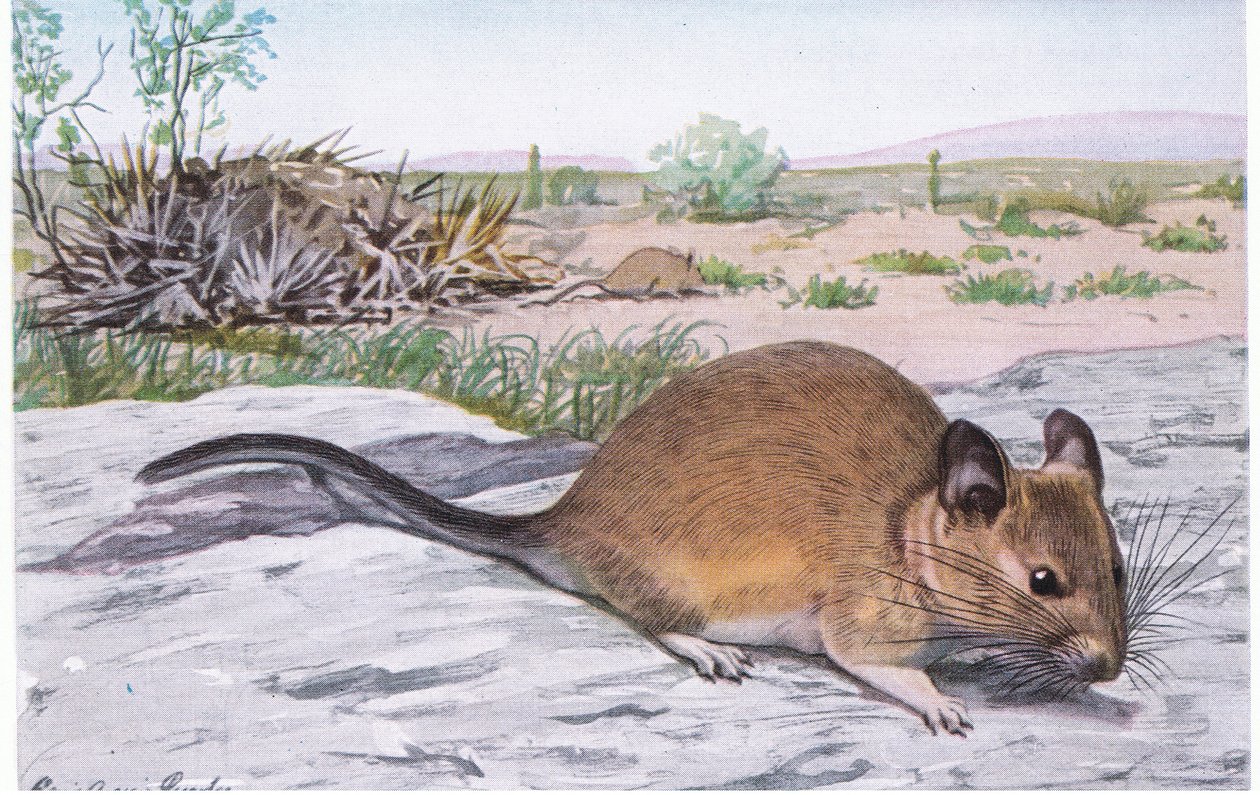 Le rat des bois à gorge blanche vibre de la queue lorsqu