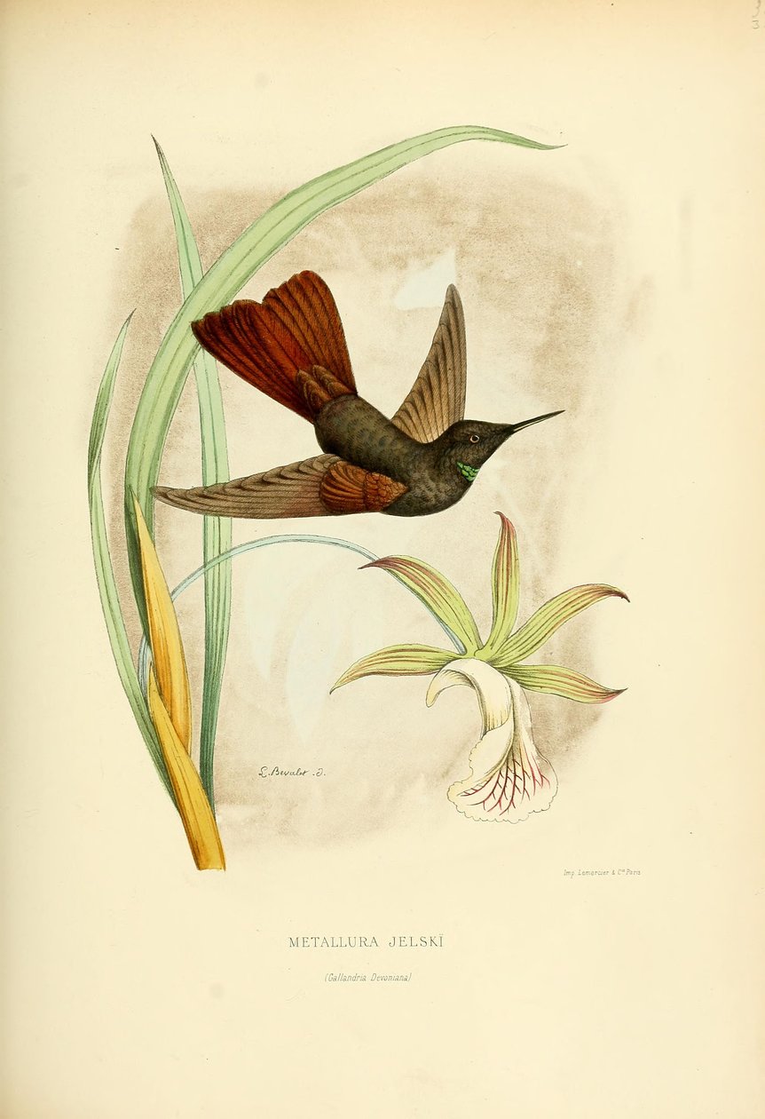 Metallura jelskii - Louis Victor Bevalet