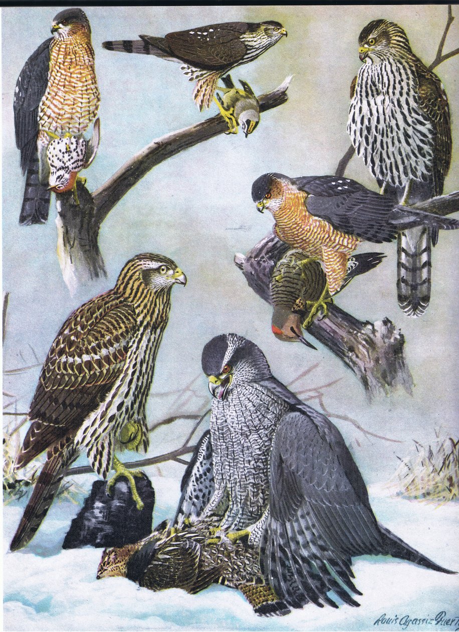 Épervier brun, Épervier de Cooper, Autour des palombes de l