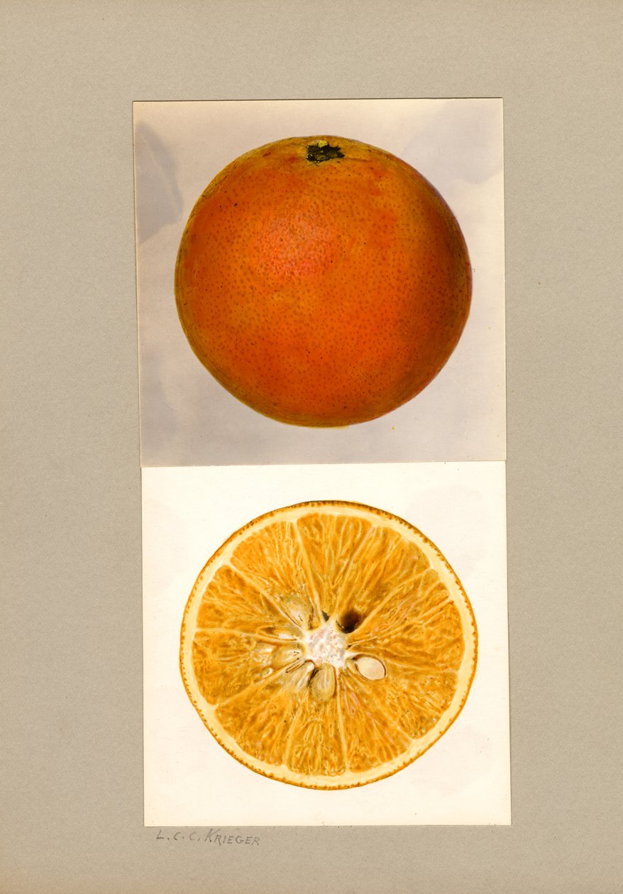 Ananas Orange (Citrus sinensis) - Louis Charles Christopher Krieger