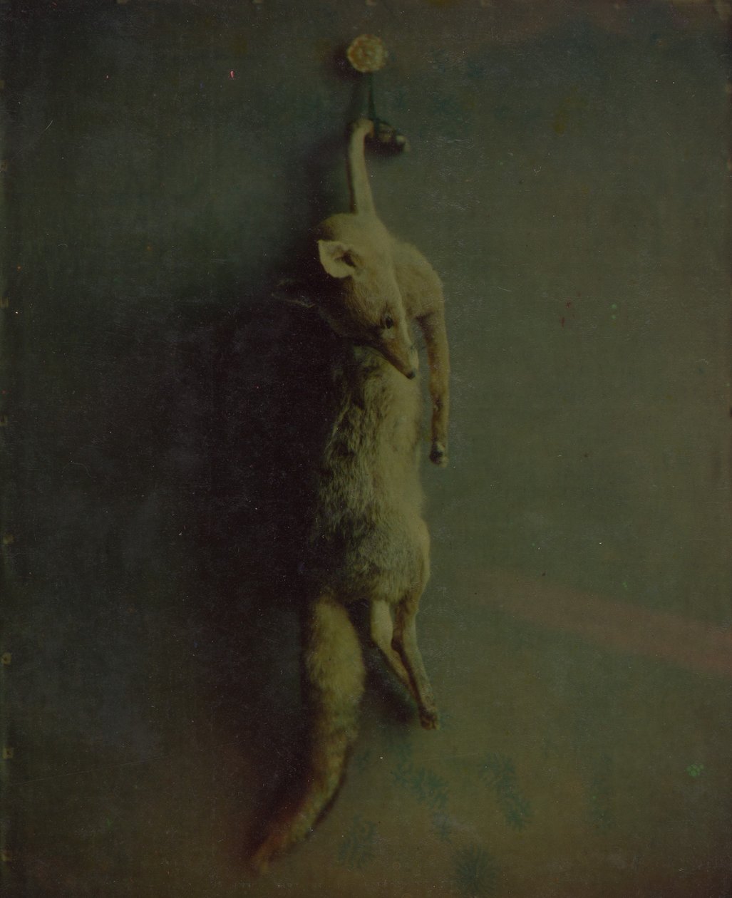 Renard, vers 1870 - Louis Ducos du Hauron