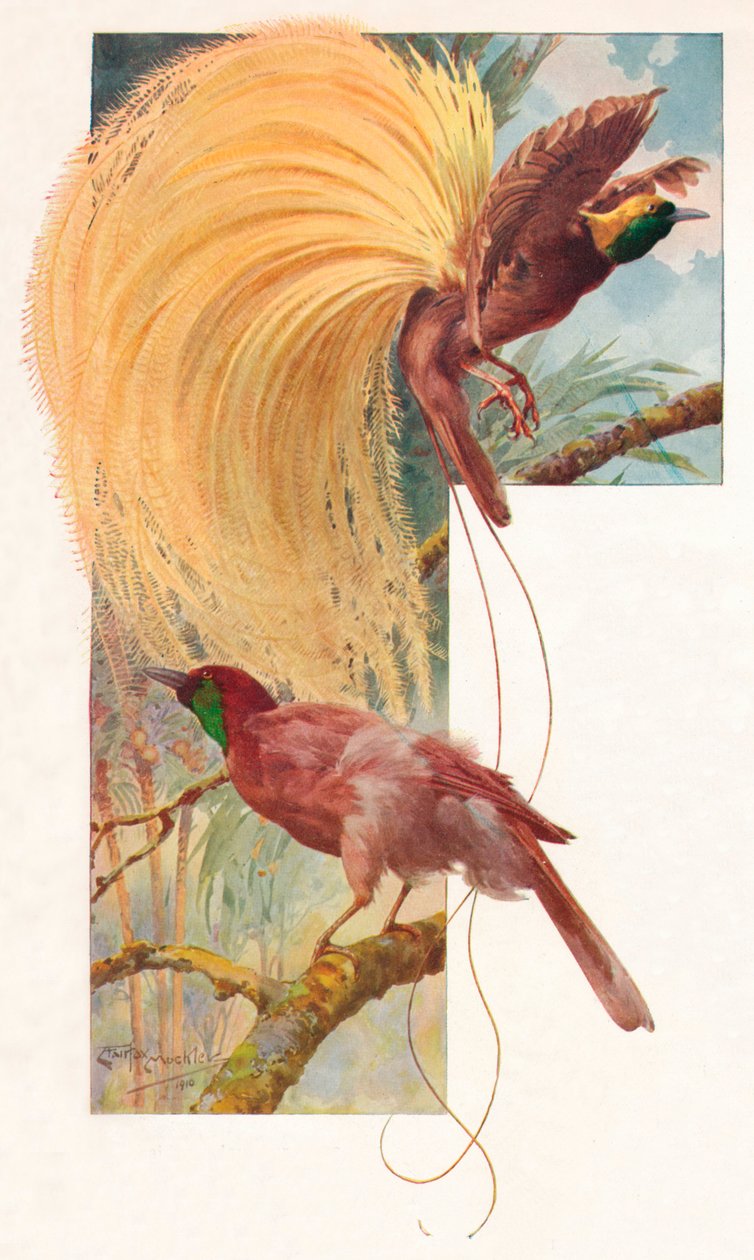 Grands oiseaux de paradis, 1910, 1911 - Louis Fairfax Muckley