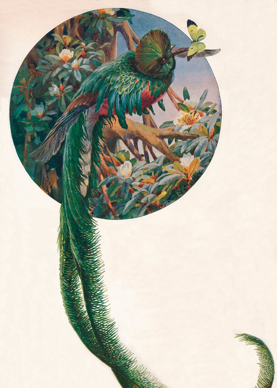 Trogons à longue queue, c. 1910, 1911 - Louis Fairfax Muckley