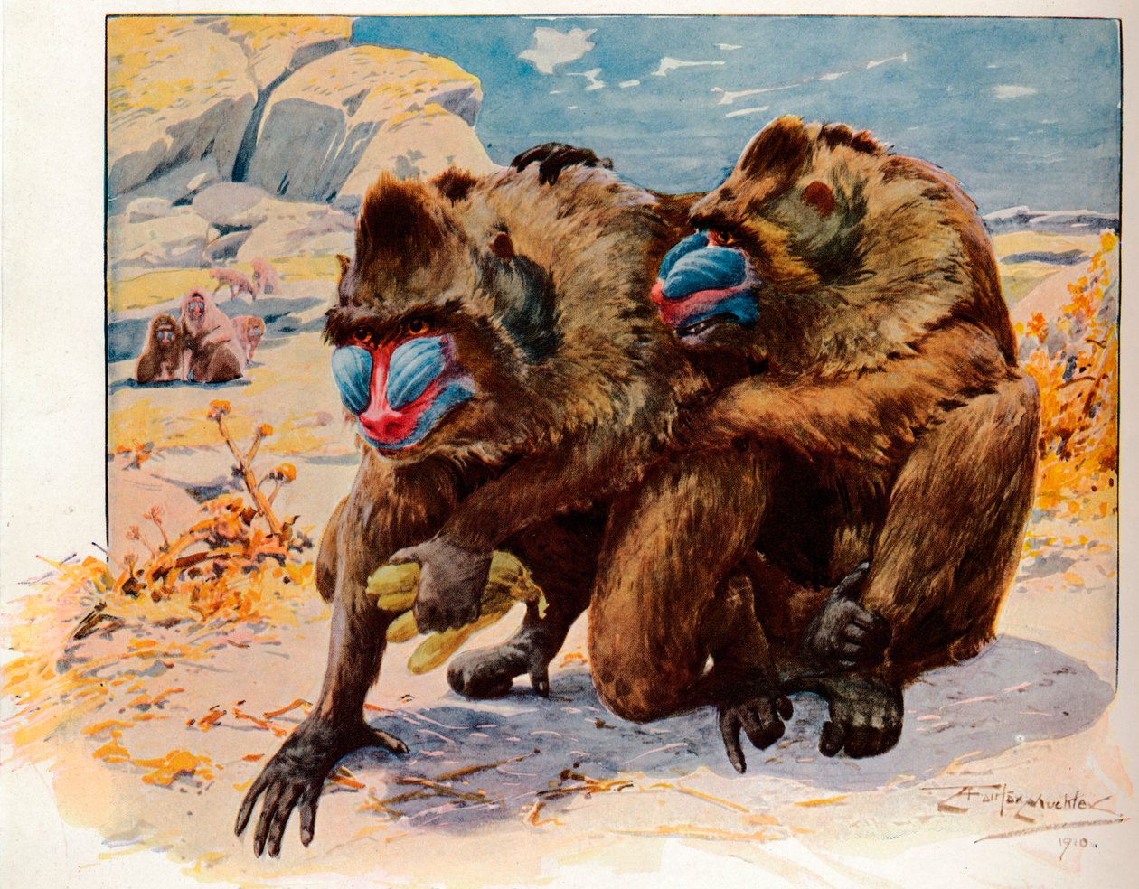 Mandrills, 1910, 1911 - Louis Fairfax Muckley