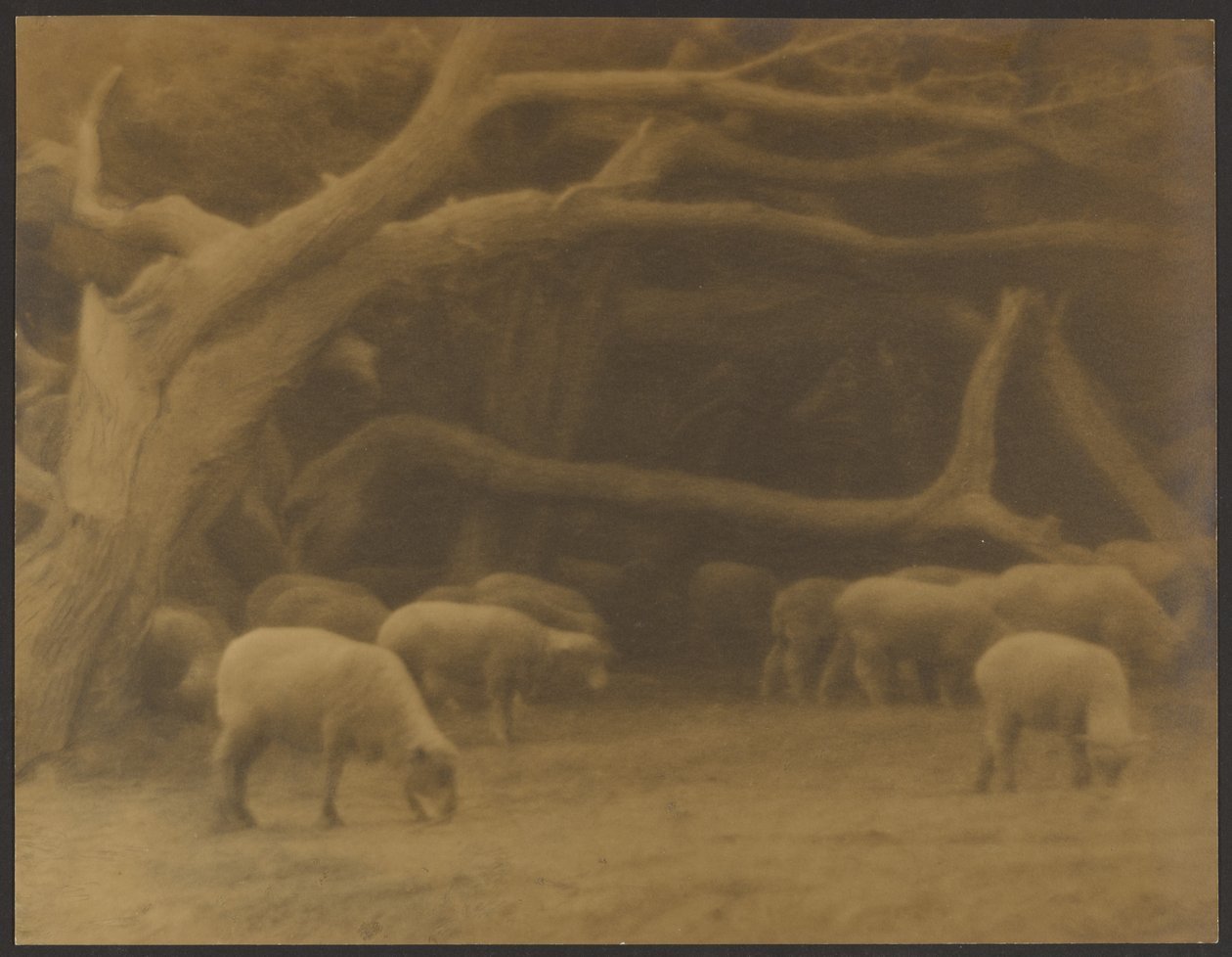Un bois ancien - Louis Fleckenstein