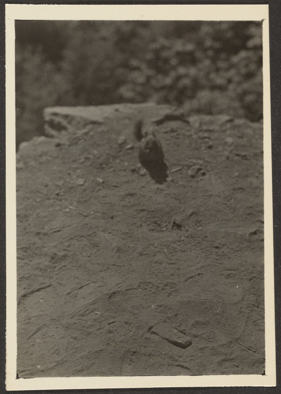 [Chipmonk sur le sentier] - Louis Fleckenstein